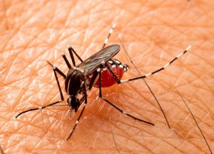 Fartura registra 4 novos casos de dengue