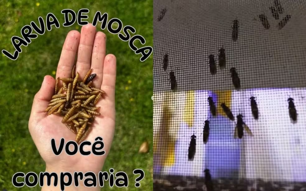 EMPRESA TRANSFORMA LARVAS EM PETISCOS PARA CÃES E FATURA R$ 18 MIL POR MÊS