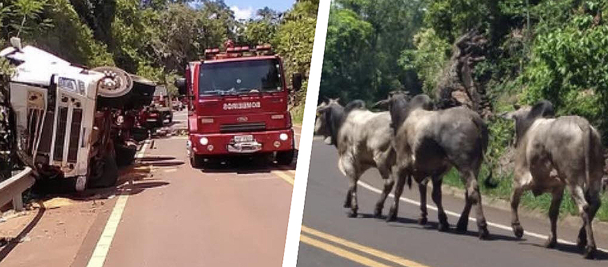 ACIDENTE COM CARRETA QUE TRANSPORTAVA GADOS DEIXA MOTORISTA FERIDO