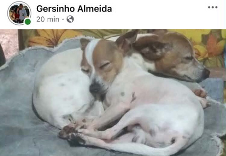 CÃEZINHOS DESAPARECIDOS